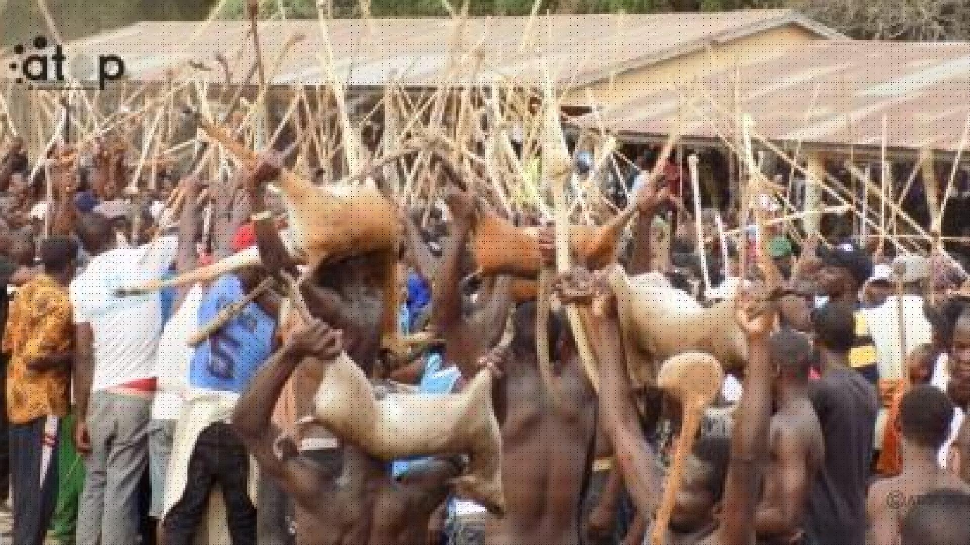 Togo : la saison de la chasse traditionnelle ouverte en pays kabyè